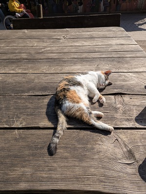 7 Katze auf dem Tisch.jpg
